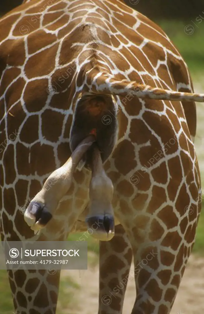 Reticulated Giraffe Birth (Giraffa camelopardalis) Busch Gardens - Florida