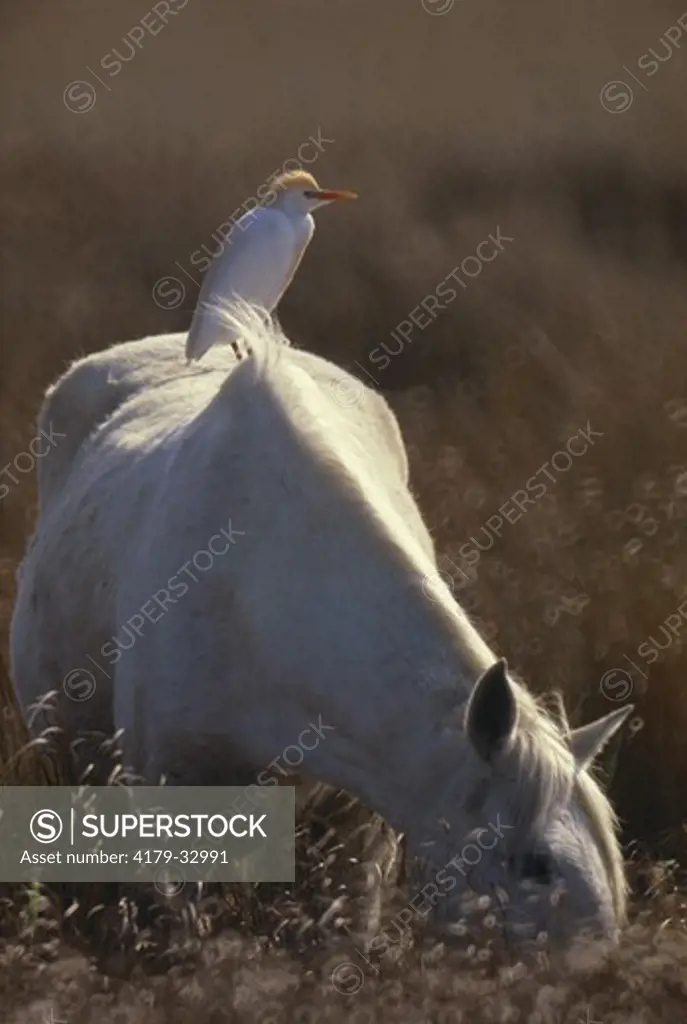 Cattle Egret on  Camargue Pony France