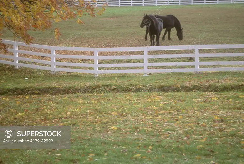 Horses in pasture Kentucky Horse Farm in fall Lexington, Kentucky