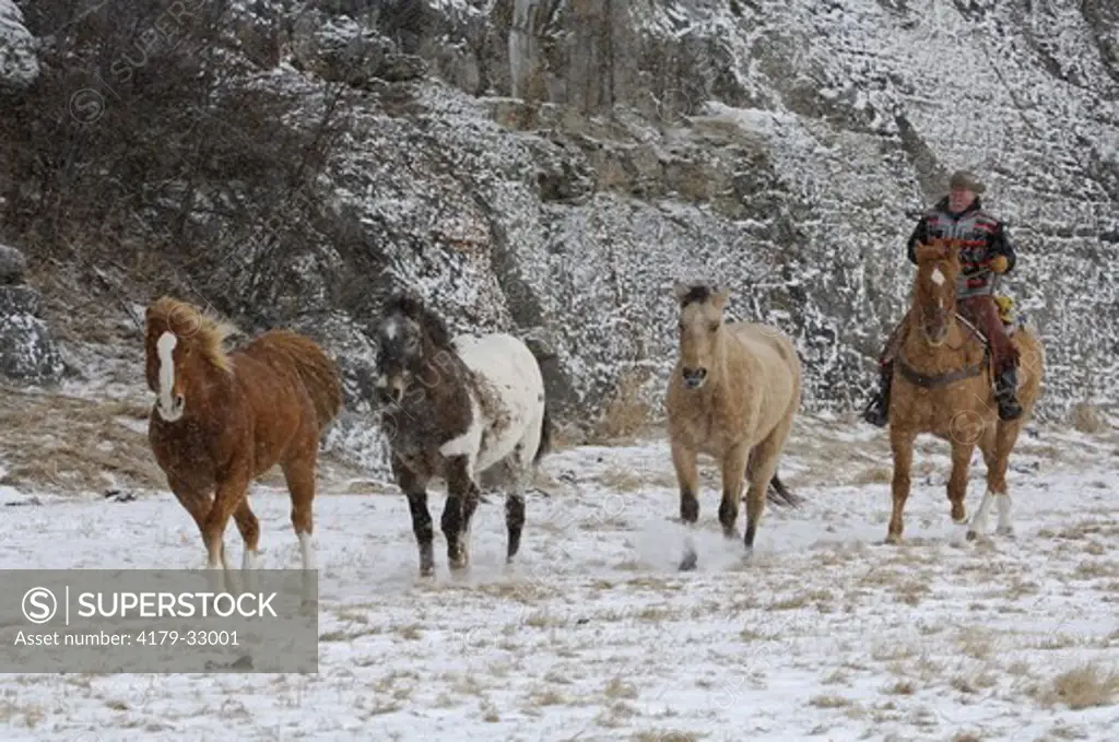 Horse roundup, Montana. winter