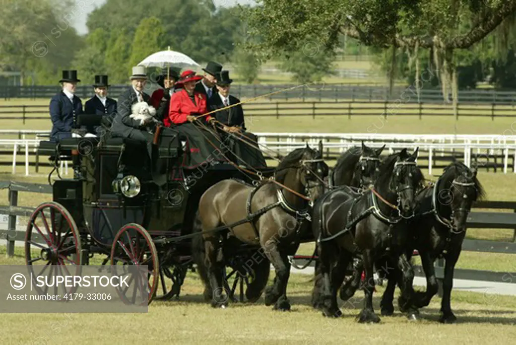 Pleasure driving competition at the Carriage & Horse festival, Continental Acres Equine Resort, Lake Weir, Florida Carriage is pulled by Friesian horses and carriage belongs to Canterbury Tails in Ocala, FL