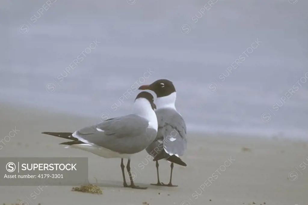 Pair of Laughing Gulls (Larus atricilla) South Padre Island, Texas