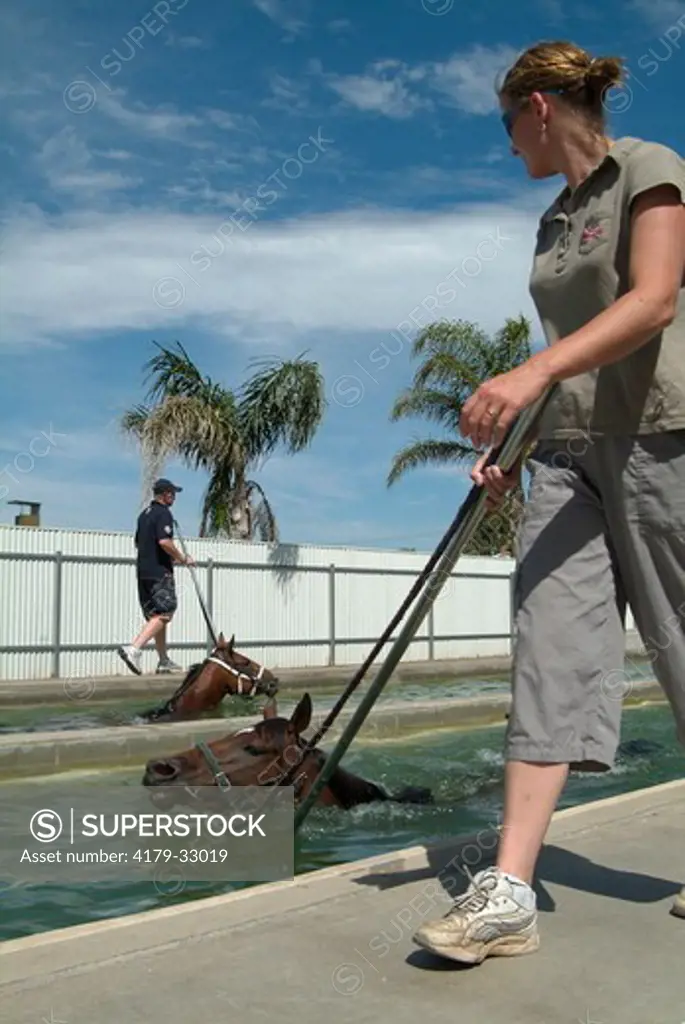 Water training for race Horse (Equus caballus) (NMR) South Australia
