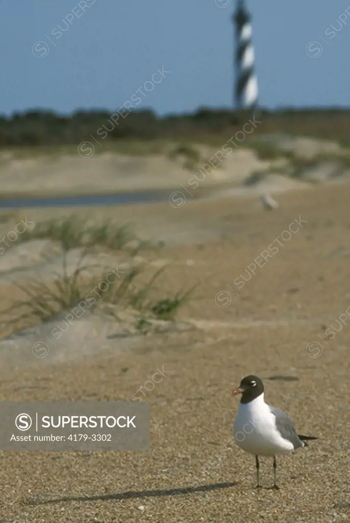 Laughing gull with Cape Hatteras Lighthouse in back C.H. National Seashore, NC, North Carolina