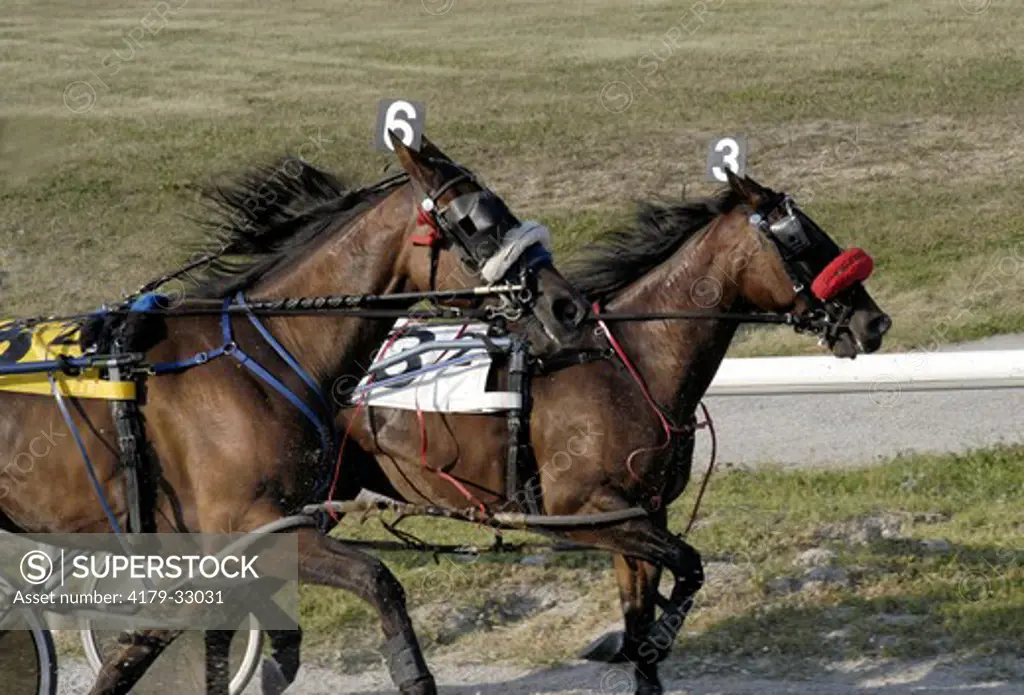 Neck and neck pace, harness racing Futurity