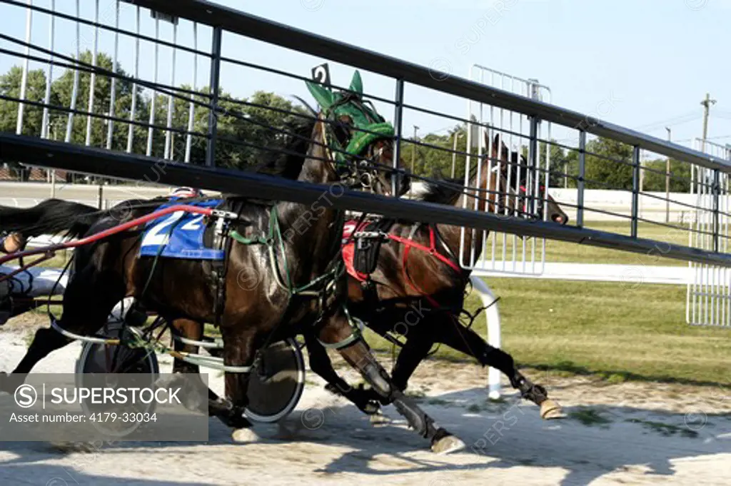The Start, harness racing pace, pacecar view