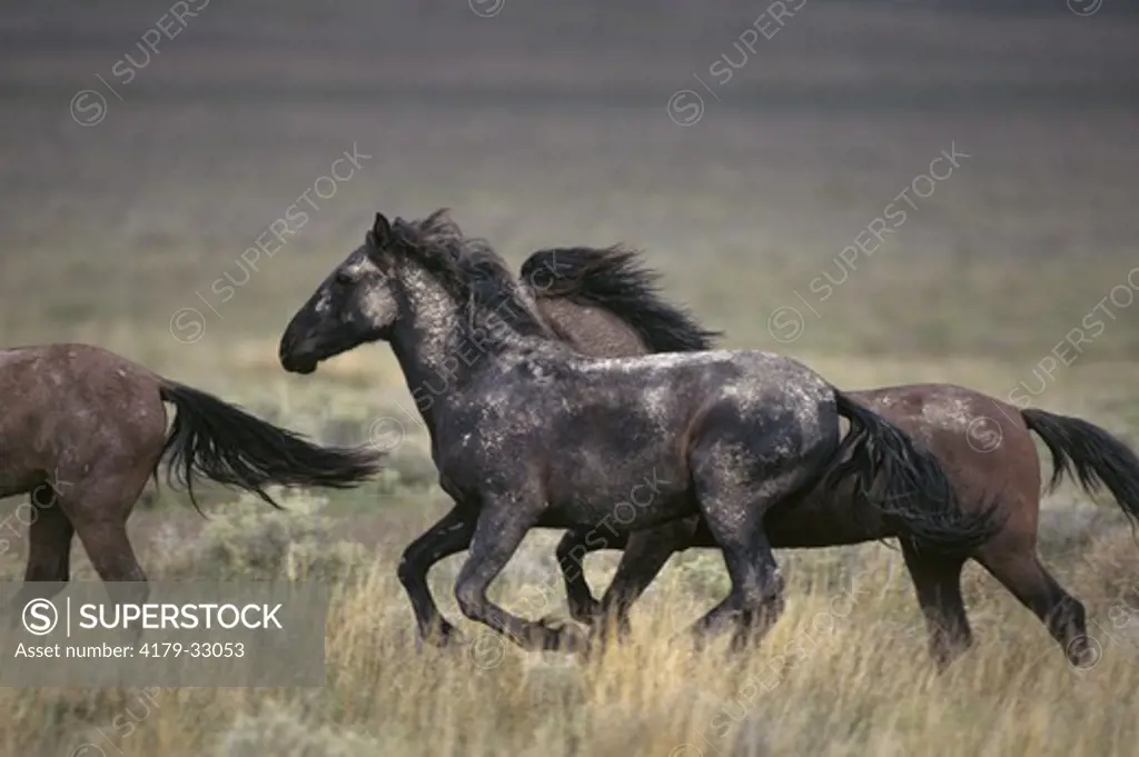 Feral Horse Running (Equus caballus) Central Utah