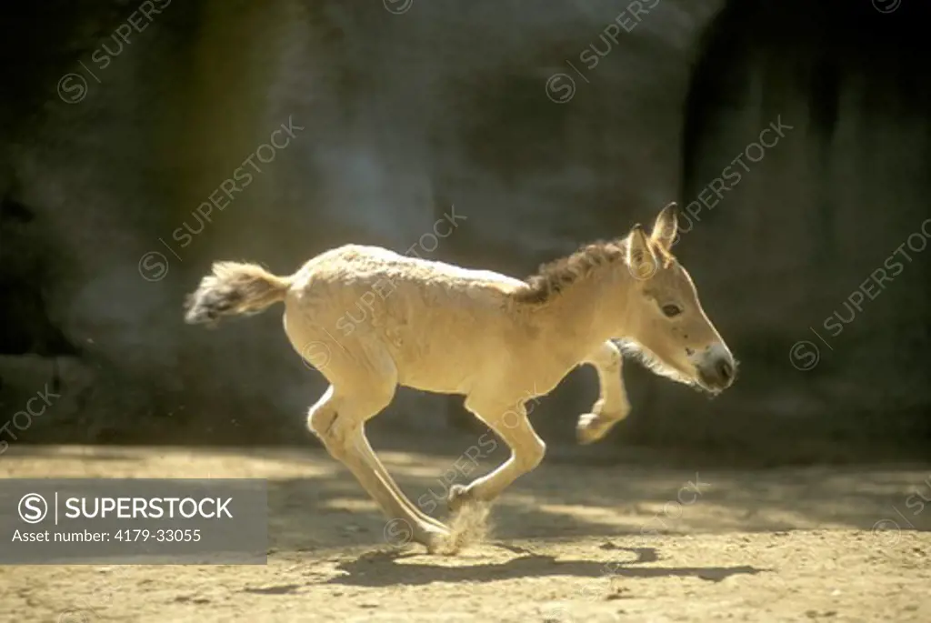 Young Przewalski's Horse running (Equus przewalsi) San Diego Zoo, CA