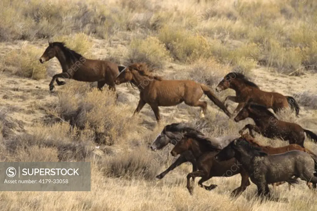 Wild Mustangs running free, Red Desert, WY