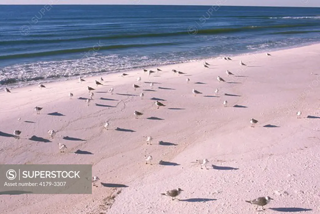 Laughing Gulls on Gulf of Mexico Beach (Larus atricilla), Pensacola, FL
