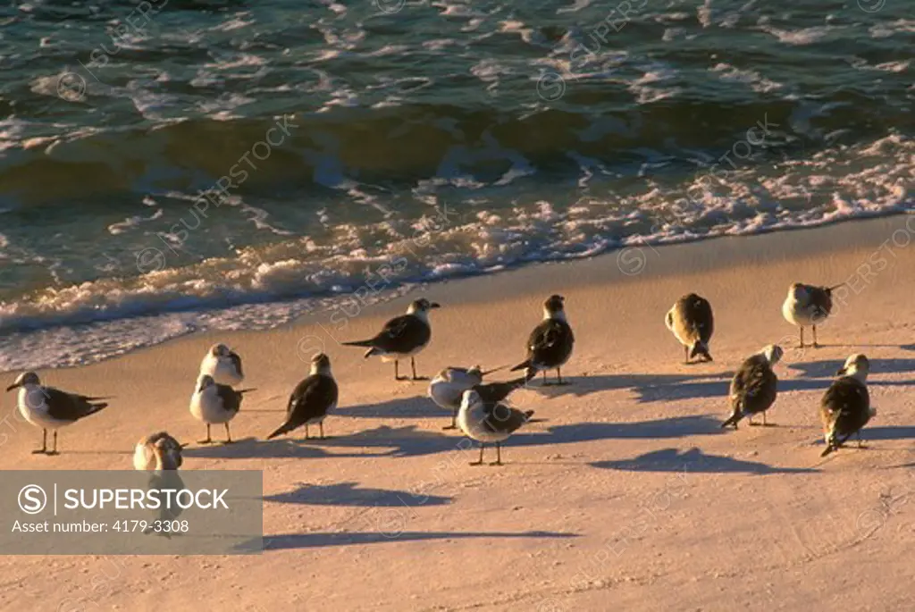 Laughing Gulls on Gulf of Mexico Beach (Larus atricilla), Pensacola, Florida