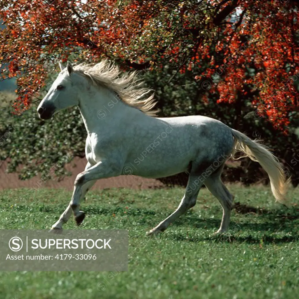 ANDALUSIAN STALLION running Germany