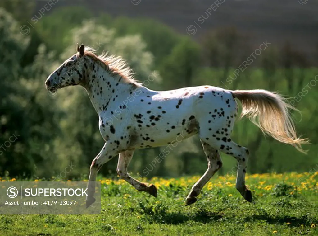 Knabstrup horse, running in spring meadow, speeding, all four legs in the air Germany