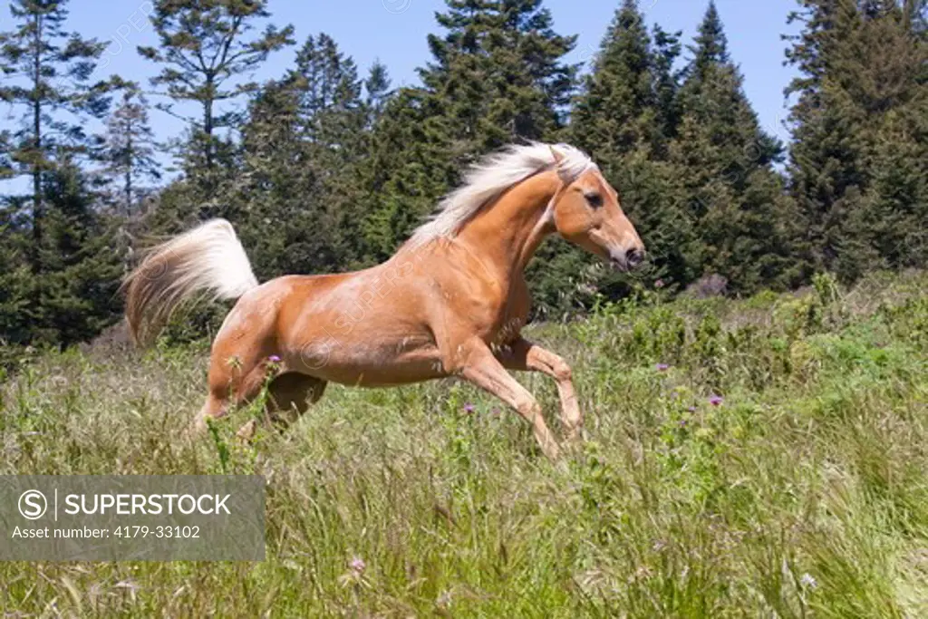 Palomino horse running through meadow at forest edge; Fort Bragg, California, USA