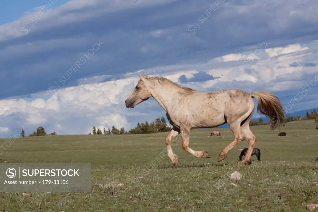 Wild horse stallion (Cloud)  running across mountain meadow; Pryor Mountain National Horse Refuge, Wyoming