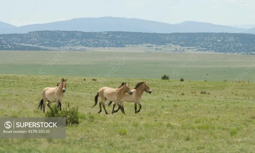 Przewalski's (Mongolian) horse Canyon Colorado Equid Sanctuary, New Mexico
