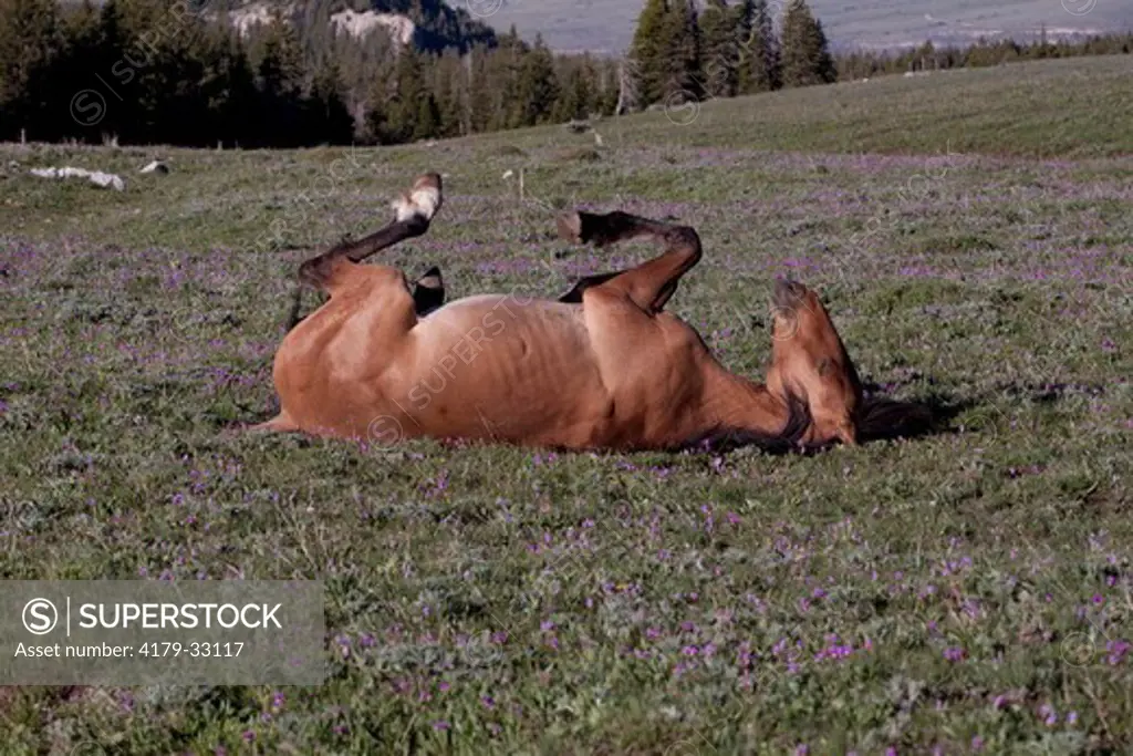 Wild Horse mare rolling in mountain meadow flowering with shooting-stars, early a.m.; Pryor Mountain National Wild Horse Reserve, Wyoming, USA