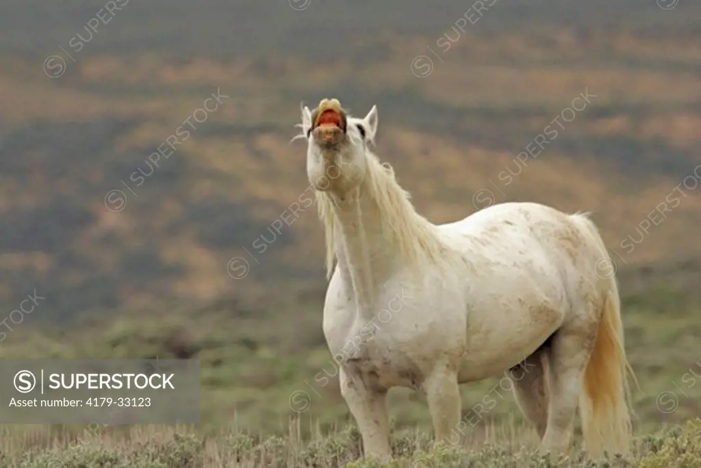 Wild horse stallion exhibiting flehmen behavior. Carbon County, WY