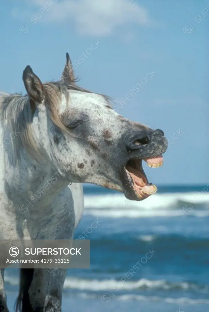 Feral Horse Yawning, Cumberland Island, Georgia
