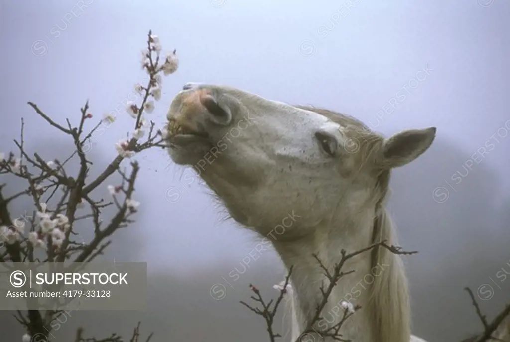 Wild Horse of Camargue eating Flowers of Apricot Tree, S. France
