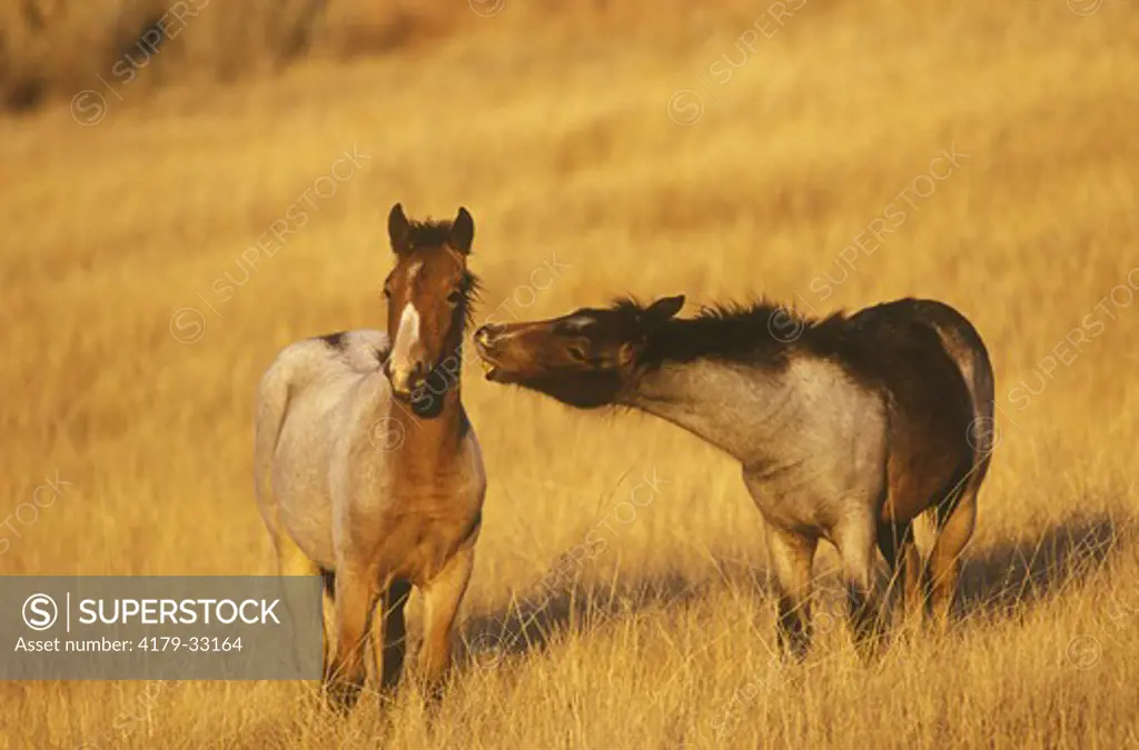 Wild (Feral) Foals playing (Equus caballus) Theodore Roosevelt NP, ND