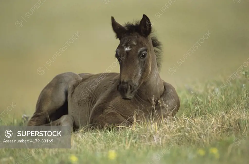 Wild Mustang Foal (Equus caballus), Nokota Horse Conservancy, ND, NOrth Dakota