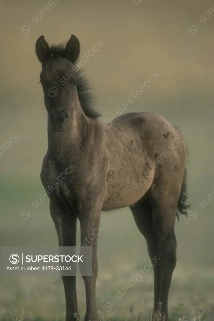 Wild Mustang Foal (Equus caballus), Nokota Horse Conservancy, ND, North Dakota
