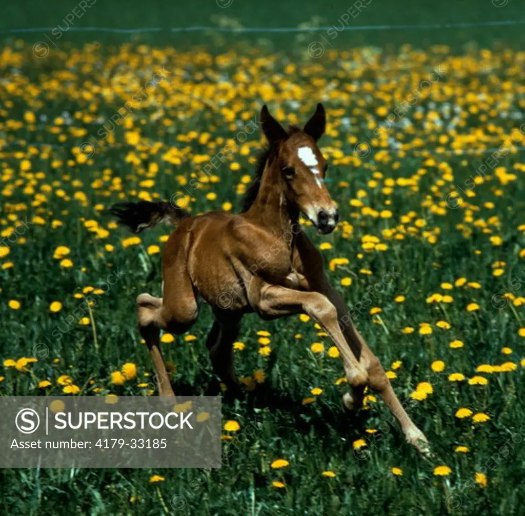 French Trotter Foal the first steps