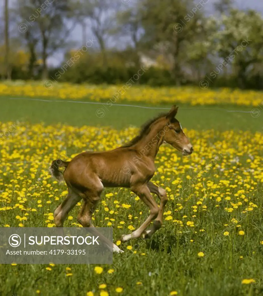 French trotter Foal, Germany