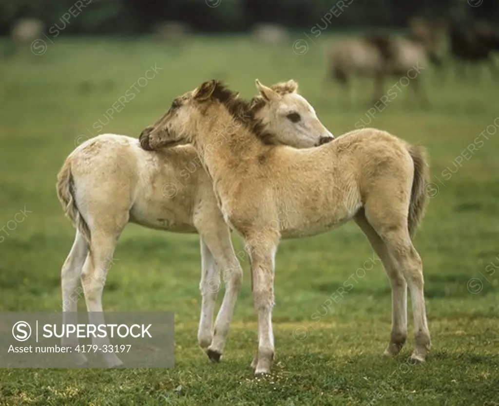Dulmen Wild Horse Foals Preening Germany