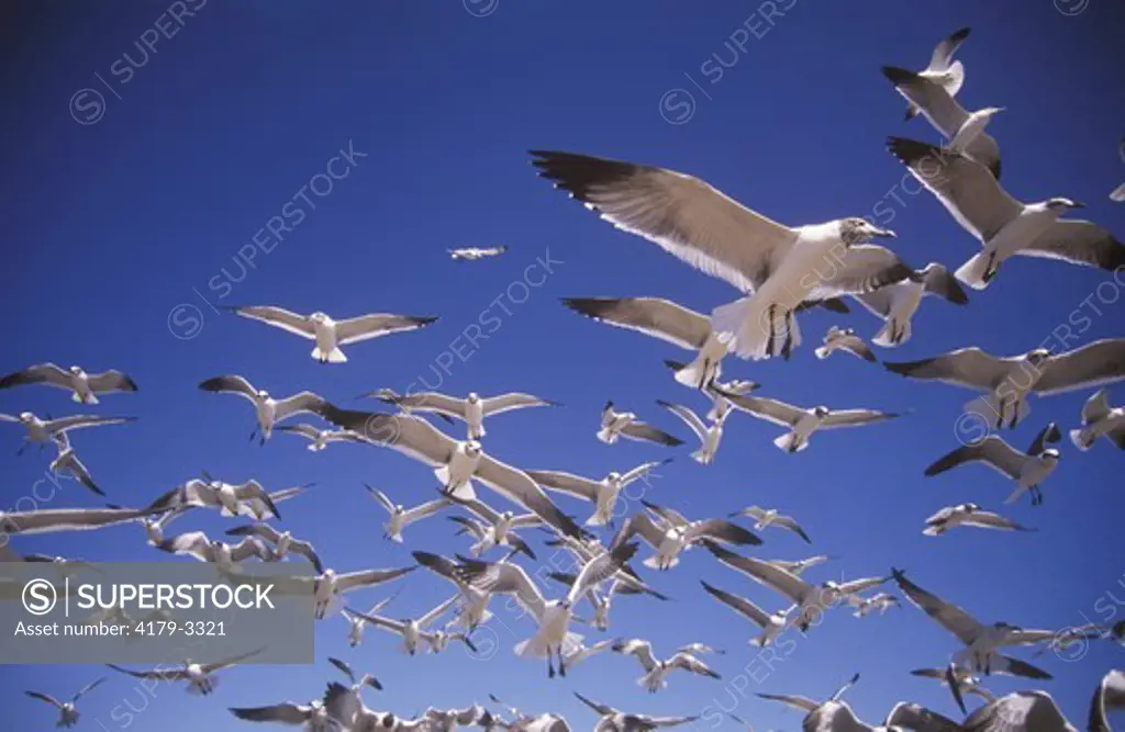 Laughing Gulls in flight (Larus atricilla) Galveston Texas