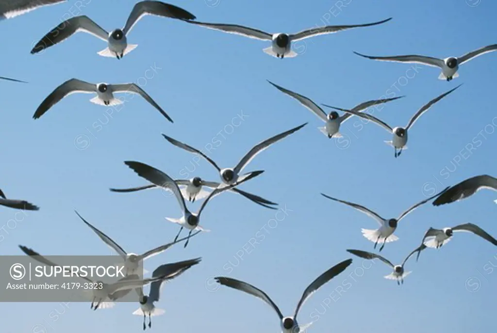 Flock of Laughing Gulls in Flight (Larus atricilla), Cape Hatteras N.S., NC
