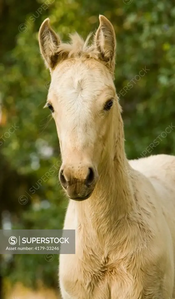 Florida Cracker Palomino colt   (Equus caballus)  Bushnell, FL