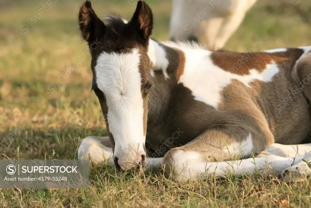 Paint foal (colt) resting, Central Florida