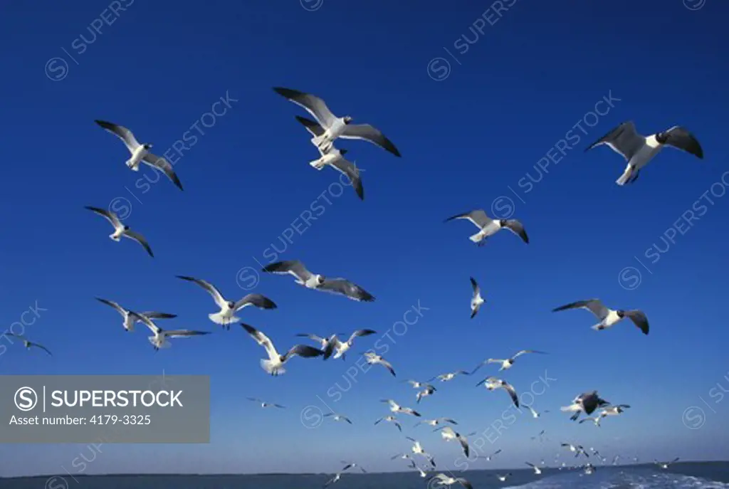 Flock of Laughing Gulls in Flight (Larus atricilla), Texas