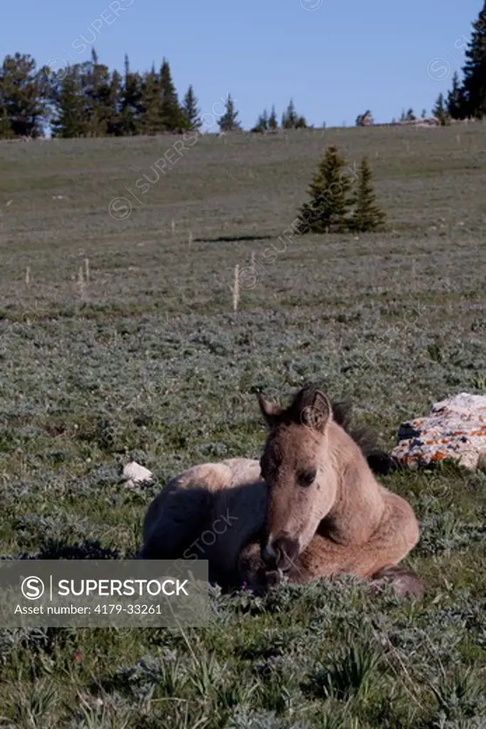 Wild Horse foal in mountain meadow among wildflowers (lupine, forget-me-nots); Pryor Mountains, Montana/Wyoming, USA