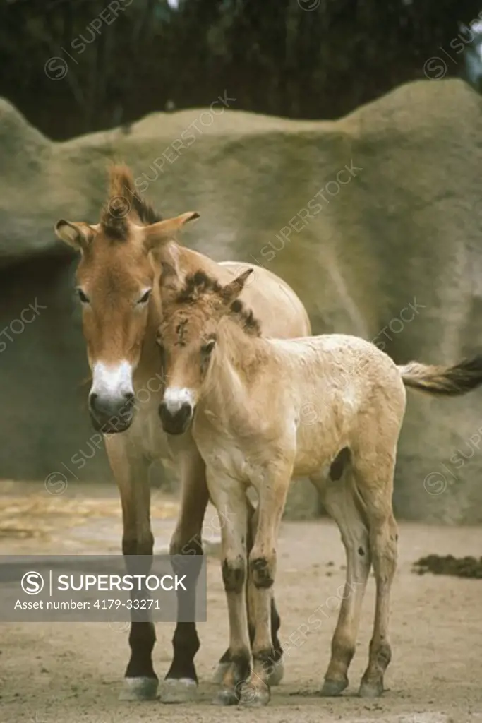Przewalski's Horse w/ young (Equus caballus przewalskii) San Diego Zoo