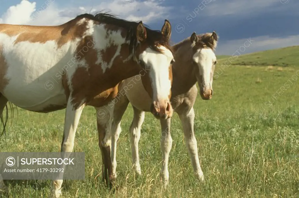 Spanish Mustang, young Foal and Mare in Spring, WY