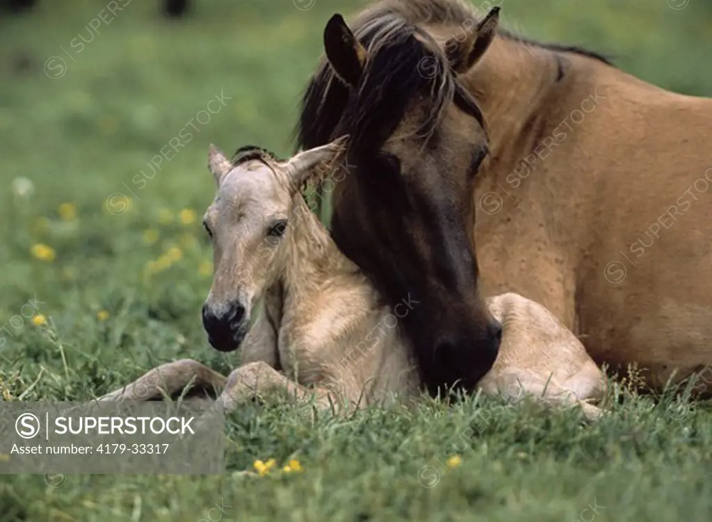 Dulmen Wild Horse, Mare and Newborn Foal, protects