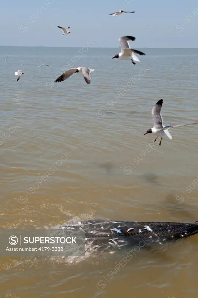 Laughing Gulls (Leucophaeus atricilla) follow the net from a shrimpboat just before area was closed for the deepwater horizon oil spill.  Gulf of Mexico, LA, May 7, 2010