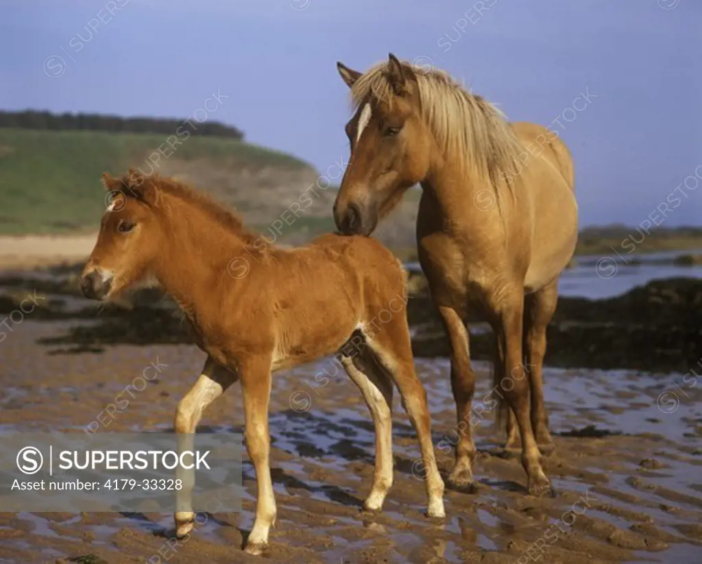 Icelandic Mare & Foal on the coast - Great Britain