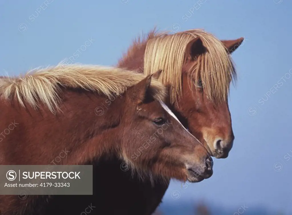 Icelandic Horses, Mare and Yearling
