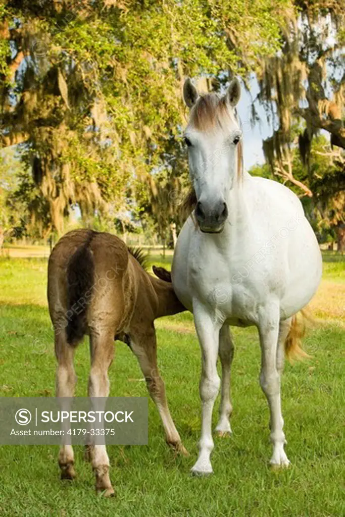 Florida Cracker colt nursing  (Equus caballus) Bushnell, FL