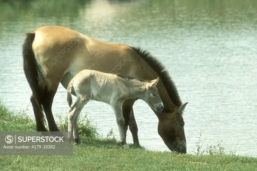 Przewalskis Wild Horse, Mare and Foal