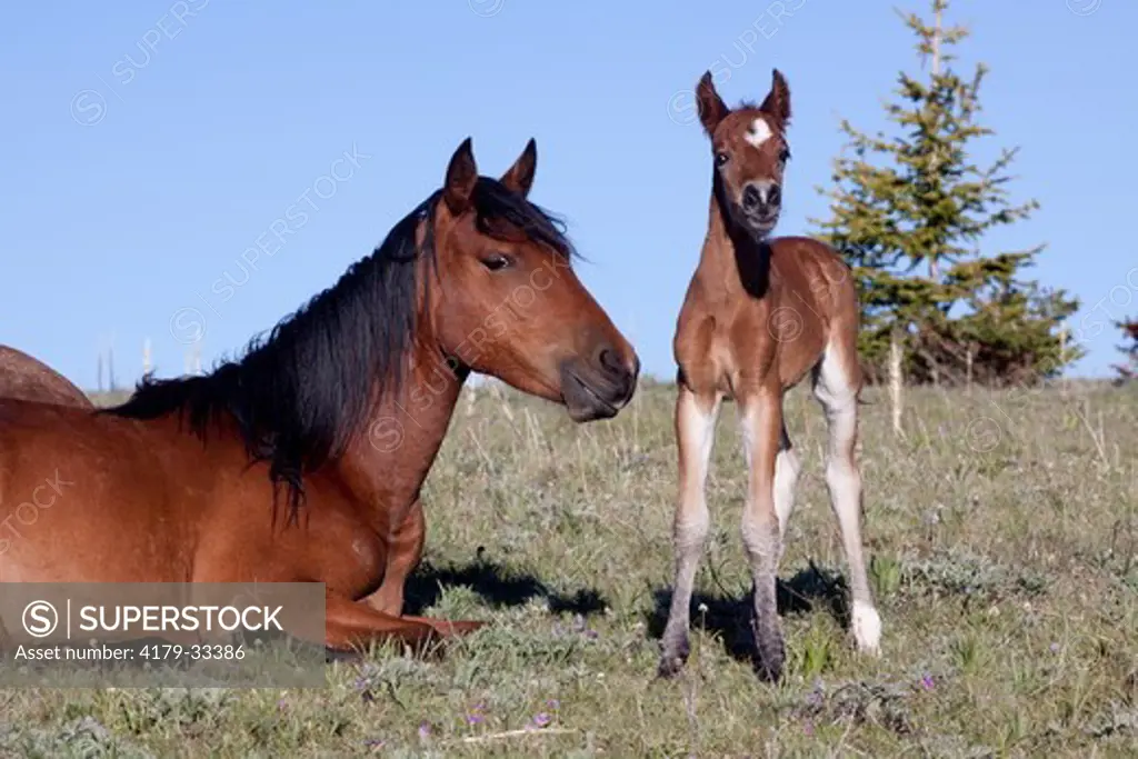Wild Horse mare and foal; Pryor Mountain National Wild Horse Reserve, Wyoming, USA