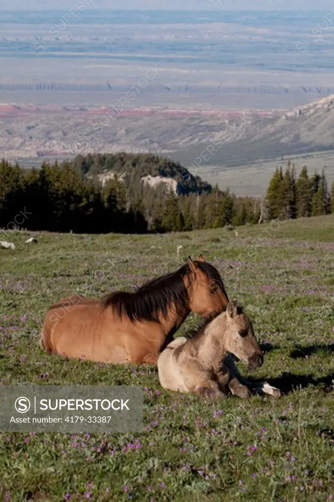 Wild Horse mare and foal lying in mountain meadow among shooting-stars (pink), overlooking Bighorn Canyon; Pryor Mountain National Wild Horse Reserve, Wyoming, USA