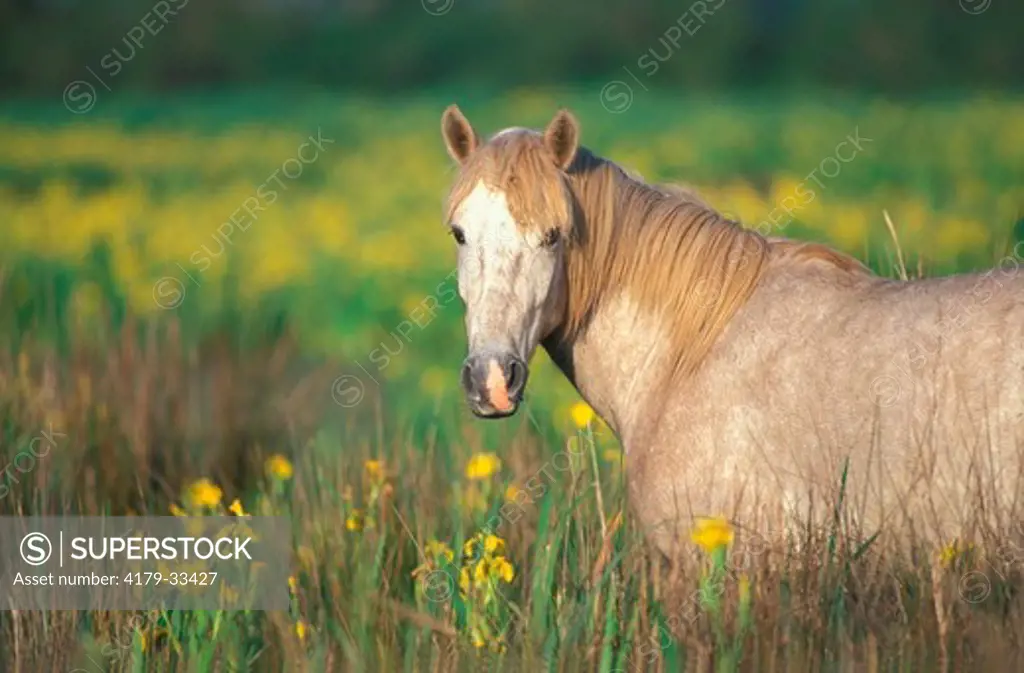 Wild Horse of Camargue