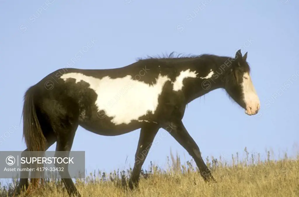Mustang Mare, Nokota Wild Horse Conservancy, Emmons Co., ND