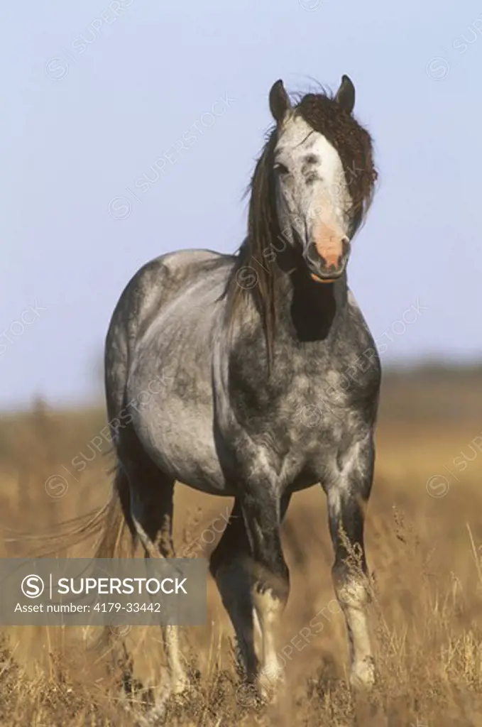 Wild (feral) Stallion, Nokota Horse Conservancy, Emmons Co., ND