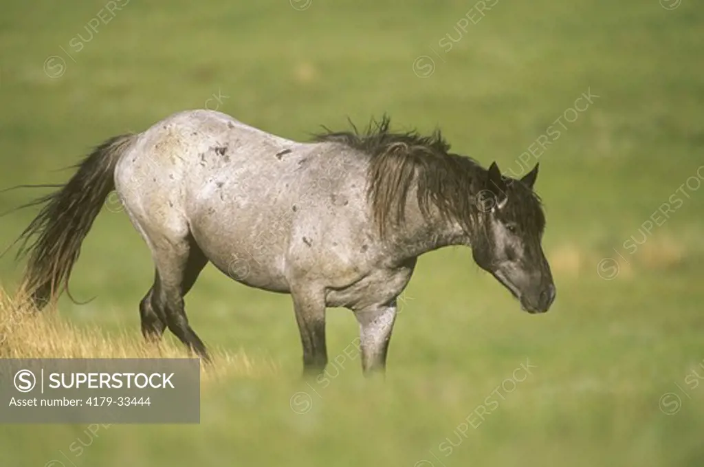 Wild (Feral) Stallion, Nokota Horse Conservancy, Emmons Co., ND
